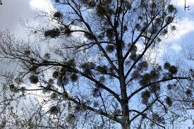 Attēlu rezultāti vaicājumam “Taphrina betulina”