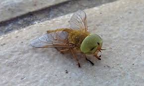 Attēlu rezultāti vaicājumam “Atylotus sp.”