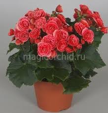 Image result for Бегония Элатиор 12х22 4601887072423