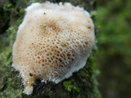 Attēlu rezultāti vaicājumam “Dichomitus campestris”