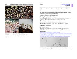 Attēlu rezultāti vaicājumam “Cribraria cancellata stalked”