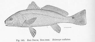 Image result for Sciaenops ocellatus