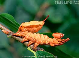 Attēlu rezultāti vaicājumam “Stauropus fagi”