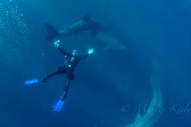 Image result for Splash Divers Sub Sub Aqua Club