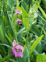 Attēlu rezultāti vaicājumam “Lathyrus sylvestris bud”