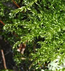 Attēlu rezultāti vaicājumam “Leptodictyum riparium”