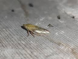 Attēlu rezultāti vaicājumam “Aphrophora salicina”