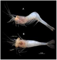 Attēlu rezultāti vaicājumam “Diderma crustaceum macro”