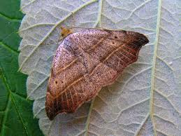 Attēlu rezultāti vaicājumam “Laspeyria flexula”