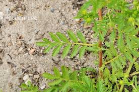 Attēlu rezultāti vaicājumam “Potentilla supina”
