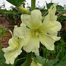 Image result for Alcea rugosa