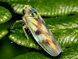 Attēlu rezultāti vaicājumam “Macrosteles nymph”