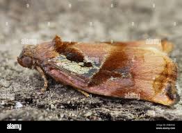 Attēlu rezultāti vaicājumam “Archips podana”