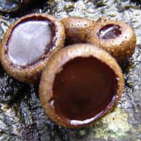 Attēlu rezultāti vaicājumam “Bulgaria inquinans”