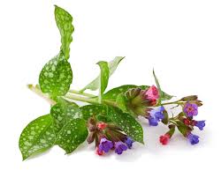Image result for Pulmonaria officinalis