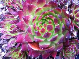 Image result for echtes Hauswurz