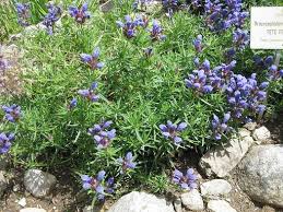 Attēlu rezultāti vaicājumam “Dracocephalum ruyschiana fruit”