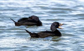 Attēlu rezultāti vaicājumam “Melanitta nigra male”