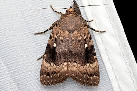 Attēlu rezultāti vaicājumam “Amphipyra”