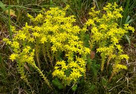 Image result for Mauerpfeffer