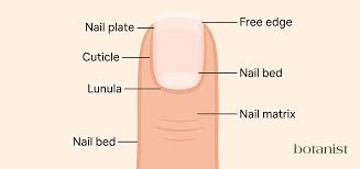 Image result for lunula nail