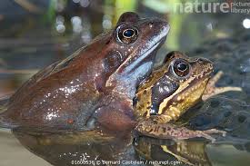 Attēlu rezultāti vaicājumam “Rana temporaria”