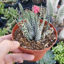 Image result for Haworthia