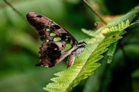 Attēlu rezultāti vaicājumam “Lepidoptera”