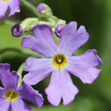 Attēlu rezultāti vaicājumam “Primula farinosa flower”