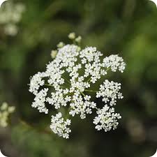 Attēlu rezultāti vaicājumam “Pimpinella saxifraga flower”