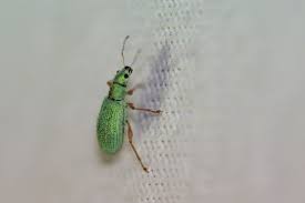 Attēlu rezultāti vaicājumam “Polydrusus tereticollis”