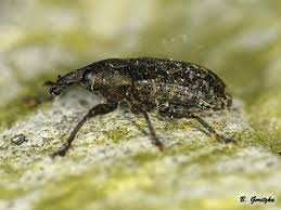 Attēlu rezultāti vaicājumam “Larinus sp.”