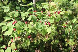 Attēlu rezultāti vaicājumam “Lonicera xylosteum fruit”
