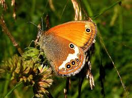 Attēlu rezultāti vaicājumam “Coenonympha arcania”