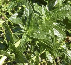 Attēlu rezultāti vaicājumam “Verbascum blattaria leaf”