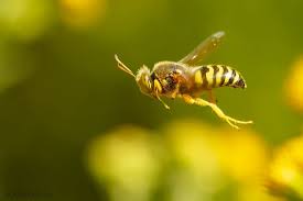 Attēlu rezultāti vaicājumam “Bembix rostrata”