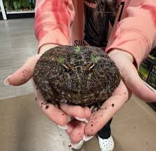 Image result for Ceratophrys ornata