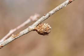 Attēlu rezultāti vaicājumam “Quercus robur bud”