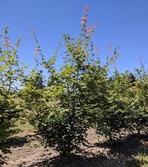 Attēlu rezultāti vaicājumam “Acer pseudosieboldianum”