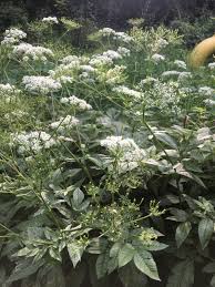 Attēlu rezultāti vaicājumam “Chaerophyllum aromaticum flower”