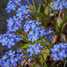 Attēlu rezultāti vaicājumam “Myosotis”