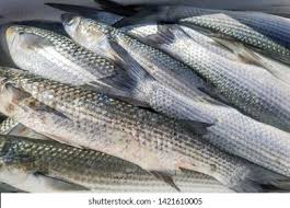 Image result for Mugil