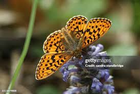 Attēlu rezultāti vaicājumam “Clossiana euphrosyne underside”