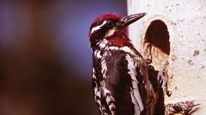 Image result for Sphyrapicus varius
