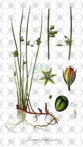 Attēlu rezultāti vaicājumam “Juncus gerardii fruit”