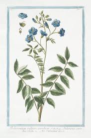Image result for Polemonium coeruleum