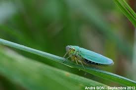 Attēlu rezultāti vaicājumam “Cicadella viridis female”
