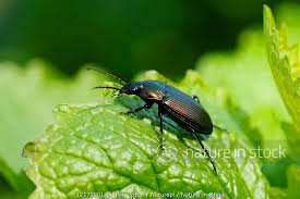 Attēlu rezultāti vaicājumam “Poecilus cupreus”