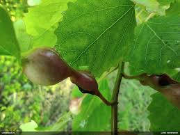 Attēlu rezultāti vaicājumam “Contarinia petioli”