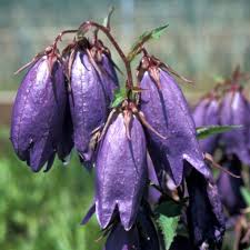 Image result for Campanula strigosa
